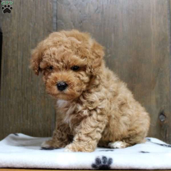 Curly, Miniature Poodle Puppy
