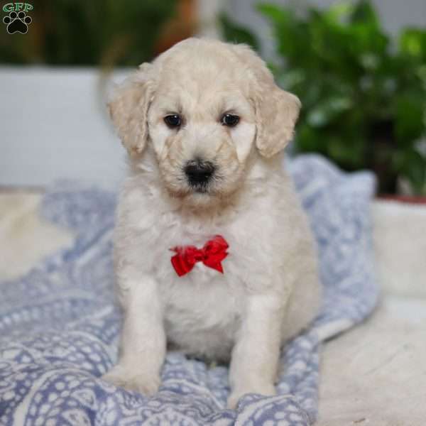 Cypress, Goldendoodle Puppy