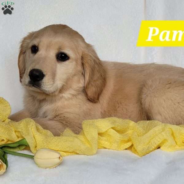 Pam, Golden Retriever Puppy