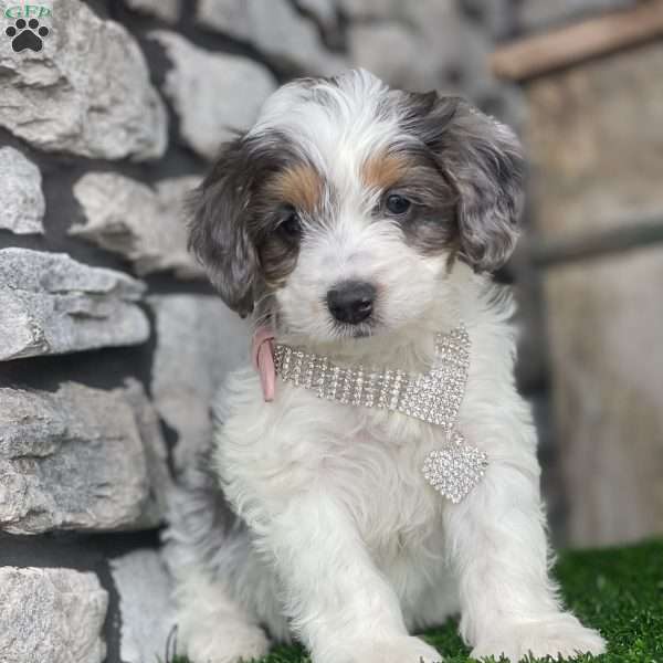 Annie, Mini Bernedoodle Puppy