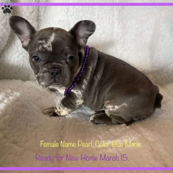 Pearl, French Bulldog Puppy