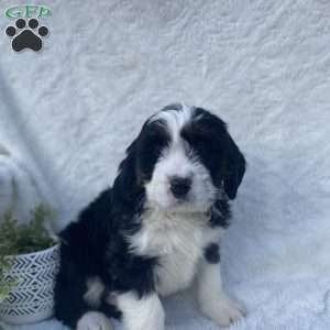 Shadow, Bernedoodle Puppy