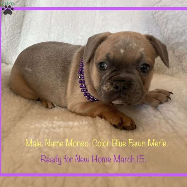 Monso, French Bulldog Puppy
