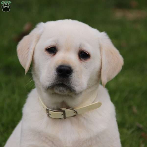 Dolly, Yellow Labrador Retriever Puppy