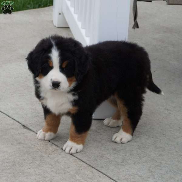 Dolly, Bernese Mountain Dog Puppy