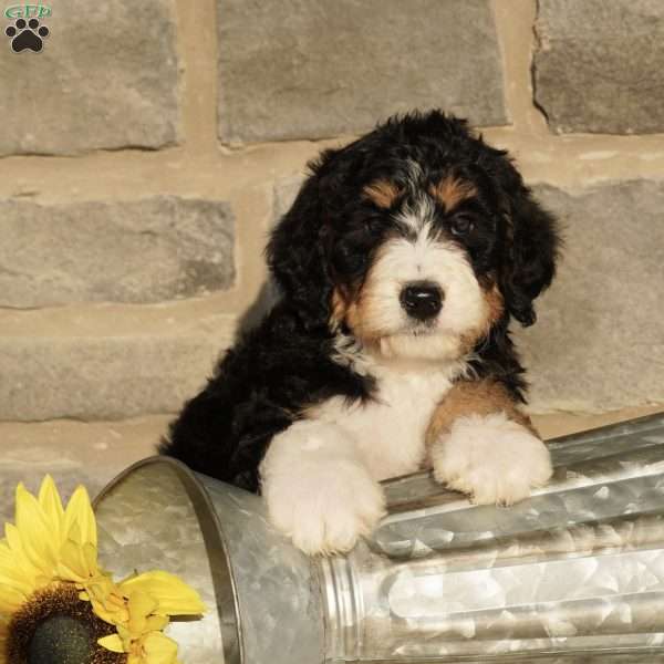 Toby, Bernedoodle Puppy