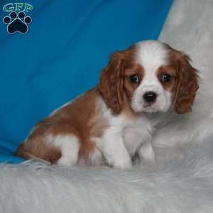 Toby, Cavalier King Charles Spaniel Puppy