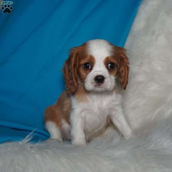 Toby, Cavalier King Charles Spaniel Puppy
