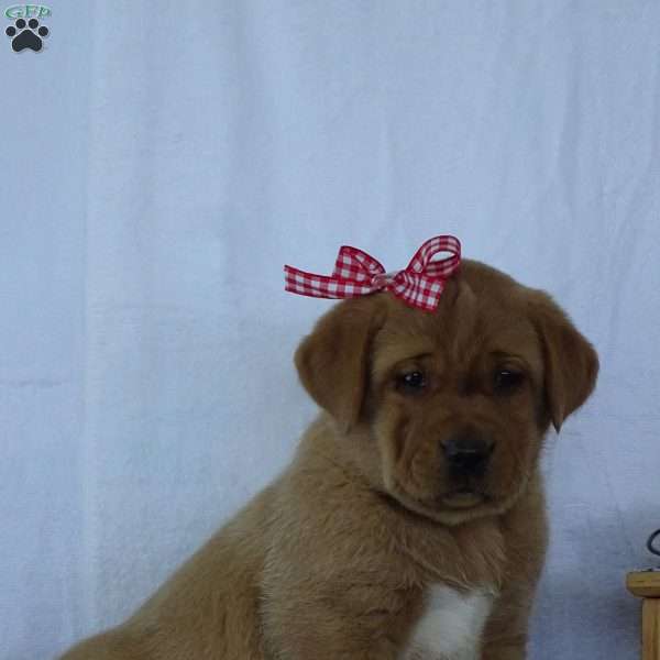 Frisky Fawn, Fox Red Labrador Retriever Puppy