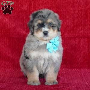 Winston, Bernedoodle Puppy