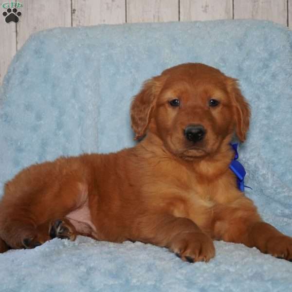 Ollie, Golden Retriever Puppy