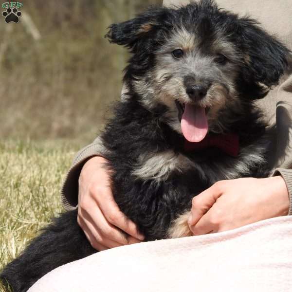 Cosmo, Mini Aussiedoodle Puppy