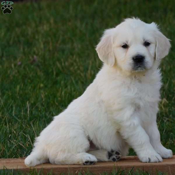 Pansy, English Cream Golden Retriever Puppy