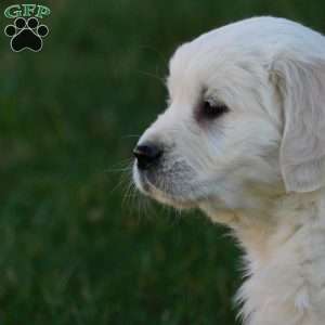 Daisy, English Cream Golden Retriever Puppy