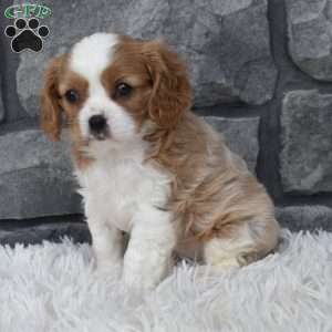 Ava, Cavalier King Charles Spaniel Puppy