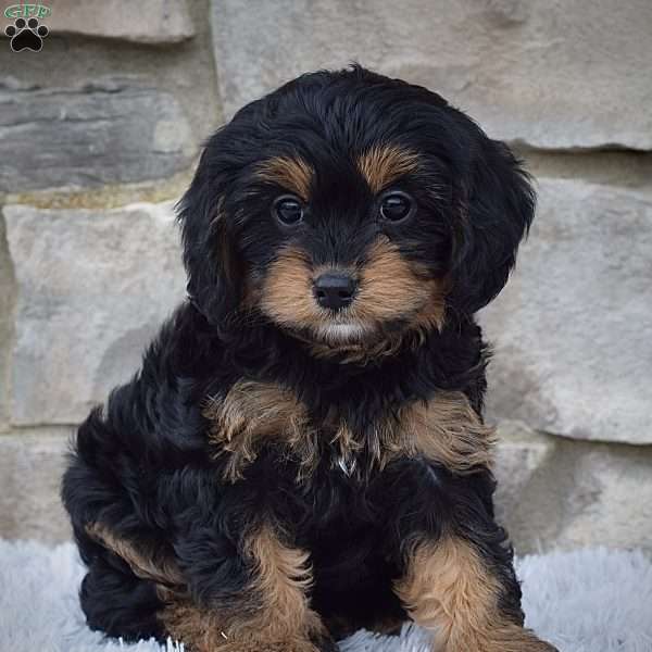 Bailey, Cavapoo Puppy