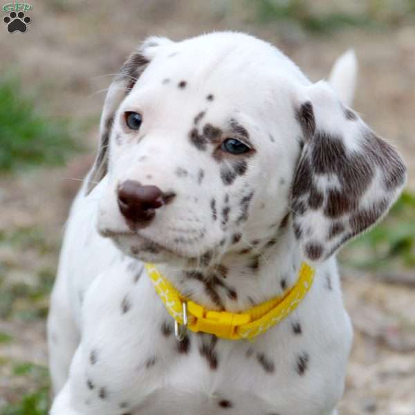 Daisy, Dalmatian Puppy