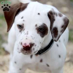 Dusty, Dalmatian Puppy
