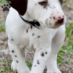 Dusty, Dalmatian Puppy