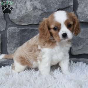 Ava, Cavalier King Charles Spaniel Puppy