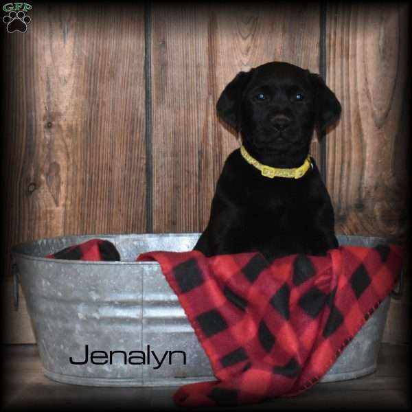 Jenalyn, Black Labrador Retriever Puppy