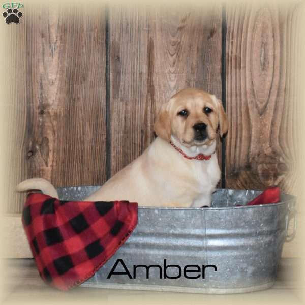Amber, Yellow Labrador Retriever Puppy