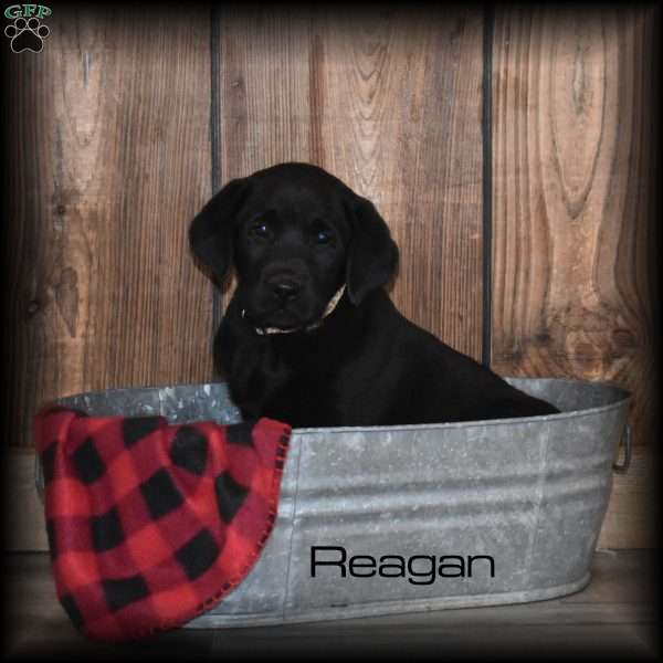 Reagan, Black Labrador Retriever Puppy