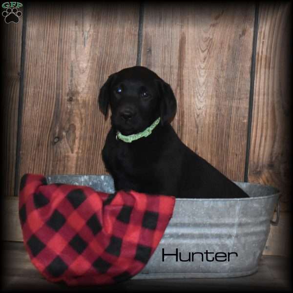 Hunter, Black Labrador Retriever Puppy