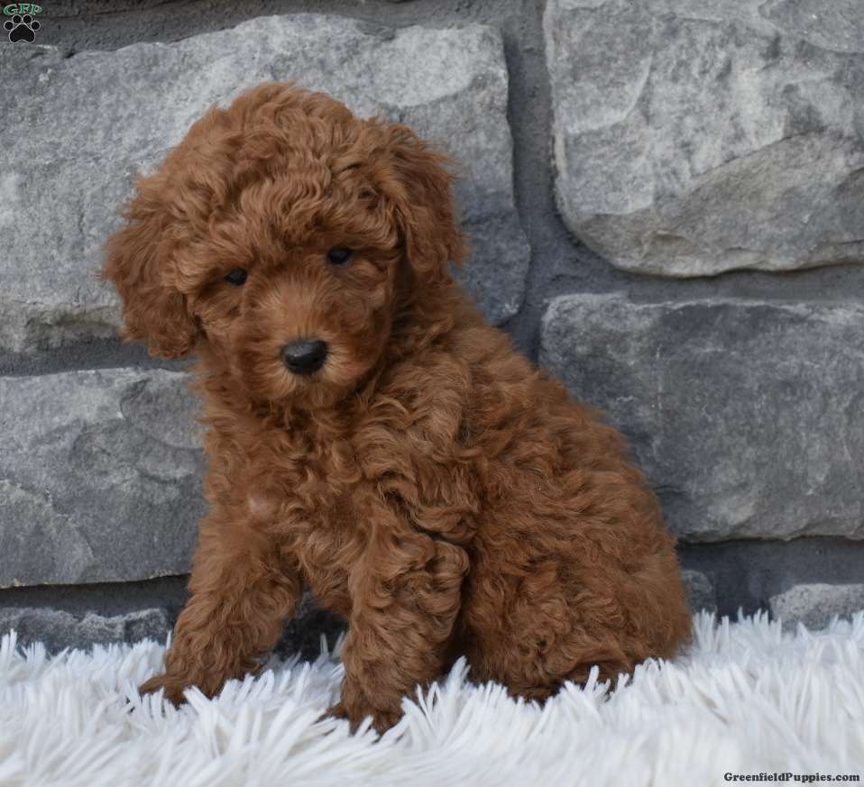 Cinnamon toy sale poodle