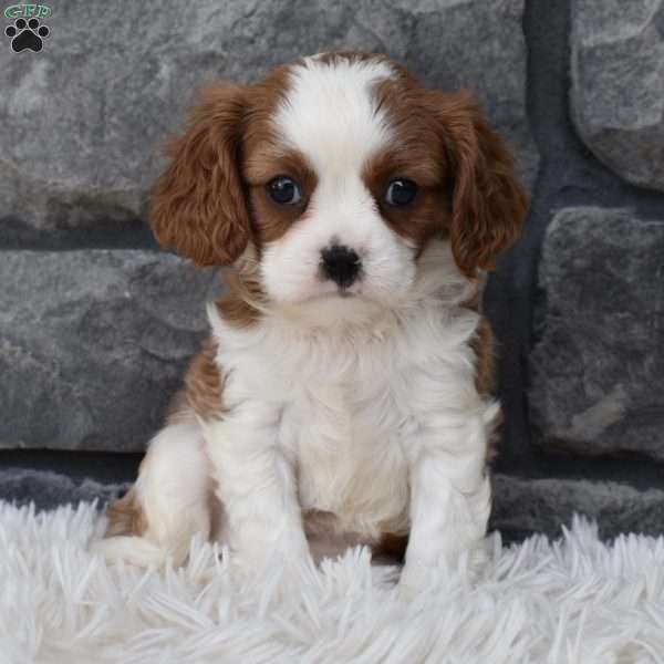 Abby, Cavalier King Charles Spaniel Puppy