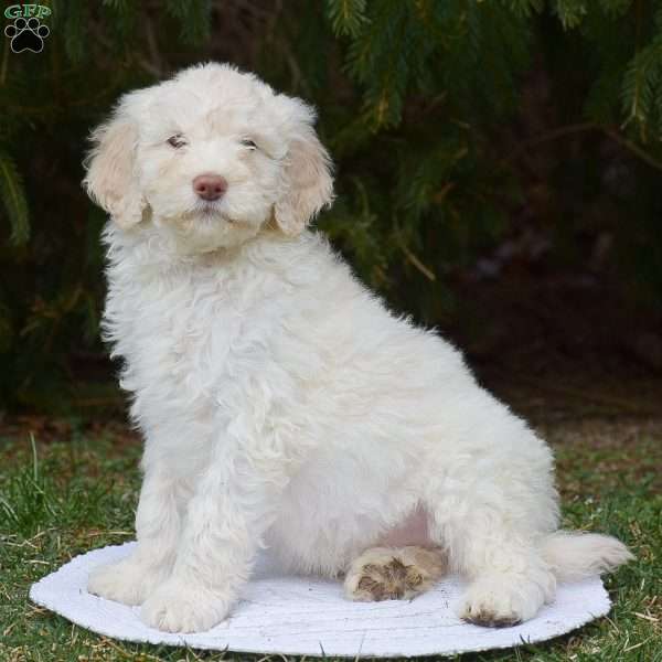 Lucky, Mini Goldendoodle Puppy