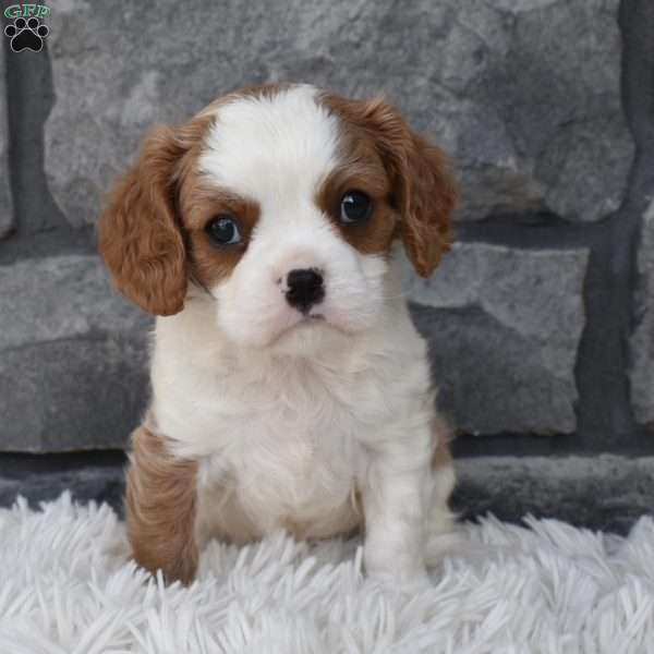 Austin, Cavalier King Charles Spaniel Puppy
