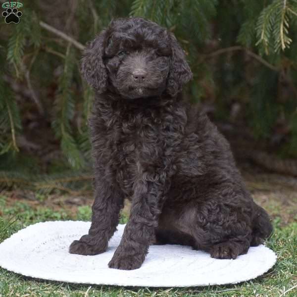 Lilly, Mini Goldendoodle Puppy