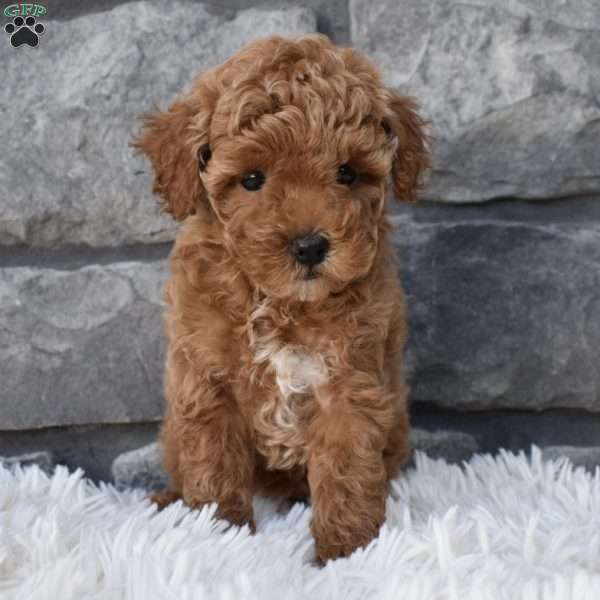 Carly, Toy Poodle Puppy