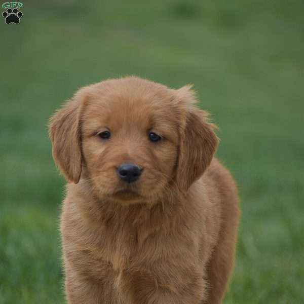 Milo, Golden Retriever Puppy