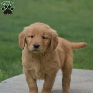 Mason, Golden Retriever Puppy