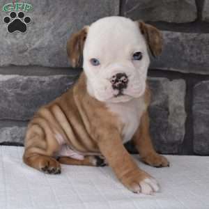 Beagle bulldog mix for hot sale sale