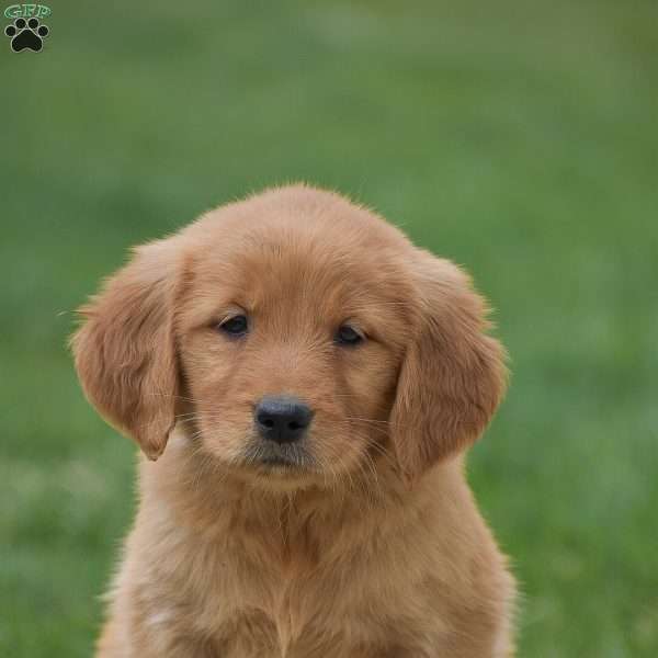 Mikayla, Golden Retriever Puppy