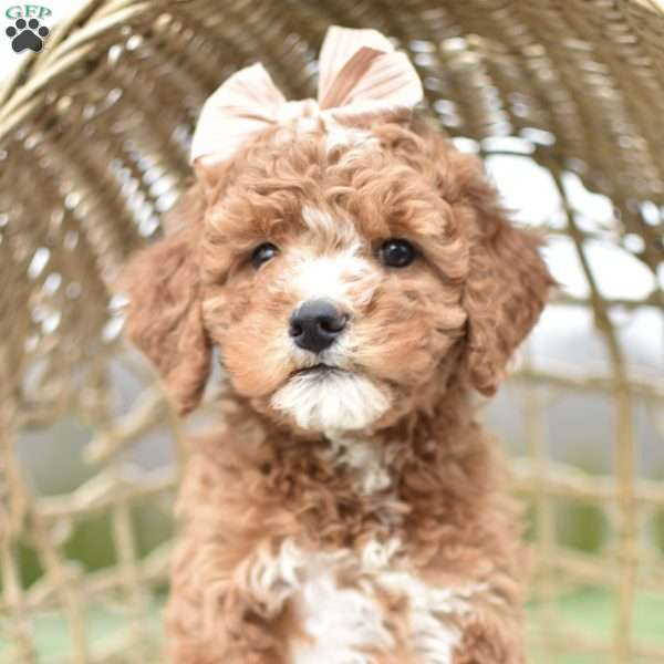 Eleanor, Mini Goldendoodle Puppy