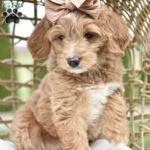 Charlotte, Mini Goldendoodle Puppy