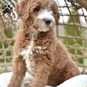 Amaya, Mini Goldendoodle Puppy