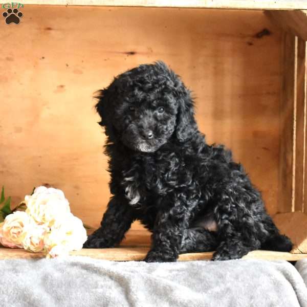 Hershey, Miniature Poodle Puppy