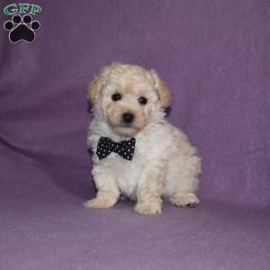 Rascal, Toy Poodle Puppy