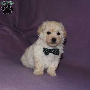 Rascal, Toy Poodle Puppy
