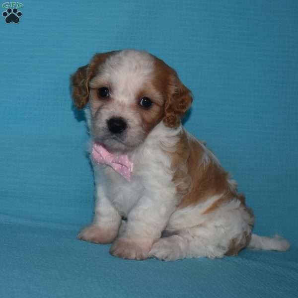 Stella, Cavachon Puppy