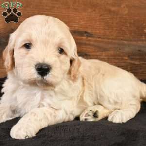Piper, Mini Goldendoodle Puppy