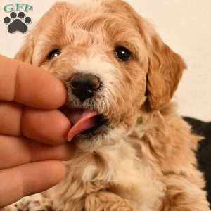Molly, Mini Goldendoodle Puppy