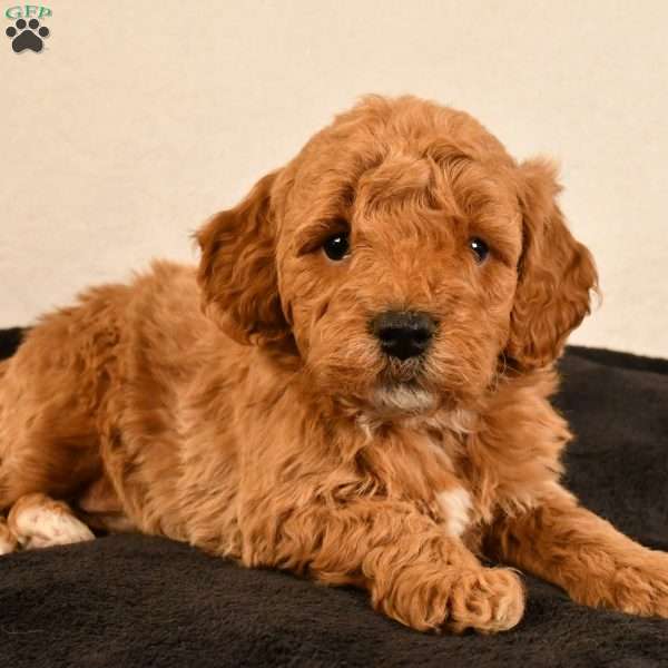 Romeo, Mini Goldendoodle Puppy