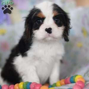 Sassy, Cavalier King Charles Spaniel Puppy