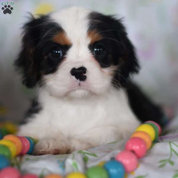 Sassy, Cavalier King Charles Spaniel Puppy